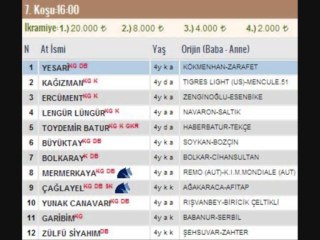 kocaeli at yarışı