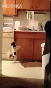 МОТИКА: Отиде во кујната да си земе сендвич и се разигра