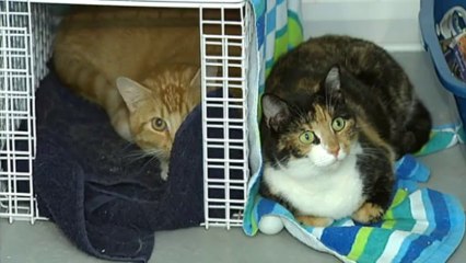 Ban for man who bounced cat like a yo-yo