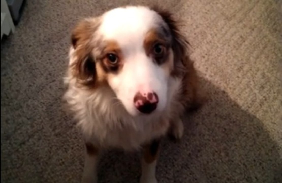 Dog Adorably Fails At Siren Howl