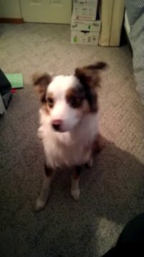 Un chien essaye d'imiter une sirène de Police... Raté!!