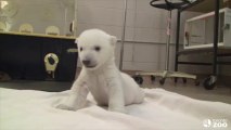 Polar Bear Cub’s First Steps Are Adorable...