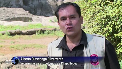Zoológico de México logra nacimiento en cautiverio de una gacela órice