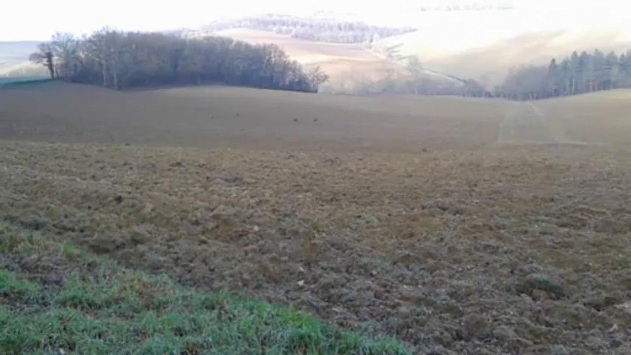 Brève_menée_griffon_bleu_lièvre