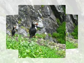 Skellig Michael Cruises | Why visit Skellig Michael