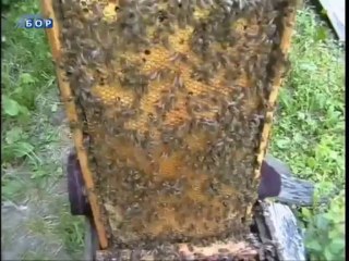 Budilica gostovanje (Dragutin Adamović i Vlado Pajević), 10. januar 2013.