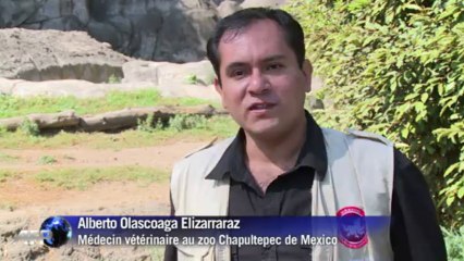 Mexique: rare naissance d'un Oryx gazelle au zoo de Mexico