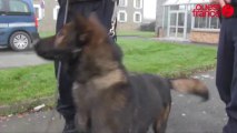 Gizmo chien gendarme à Rennes