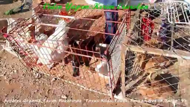 Antalya Organik Tavuk Pazarında Tavus Kuşu,Tavuk,Tavşan,Keklik,Sülün Vs.