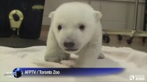 Toronto Zoo male polar bear cub takes first steps