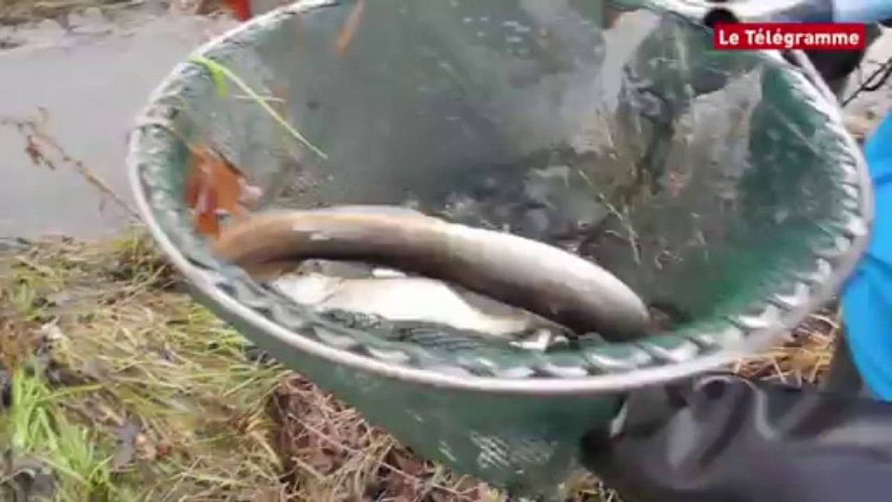Châteaulin. Opération sauvetage de poissons