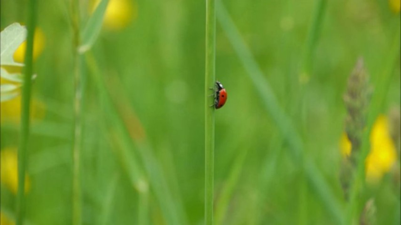 Pèlerinage à la sépulture de Christine Pascal
