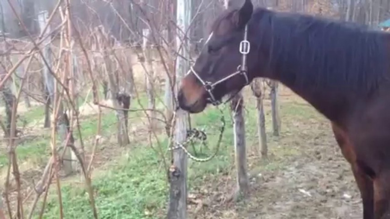 Nouvelle méthode de tirage des bois au Cru Lamouroux