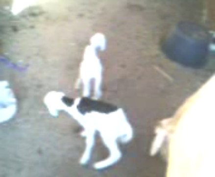 Les jumelles une journée filmées le 5janvier 2014