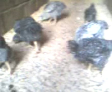 Mes poulets bleus d'Hollande 1mois, filmés le 5janvier 2014