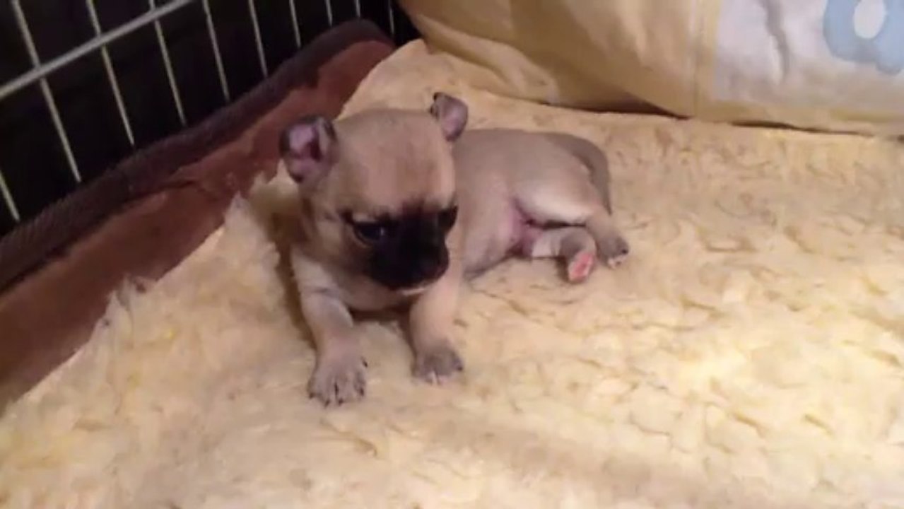 mini male