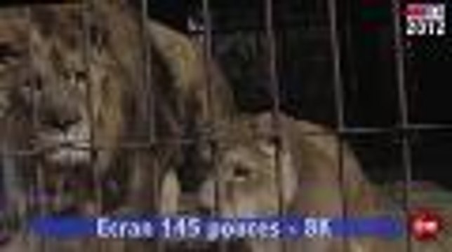 IFA 2012 : Panasonic , 3 prototypes d'écrans