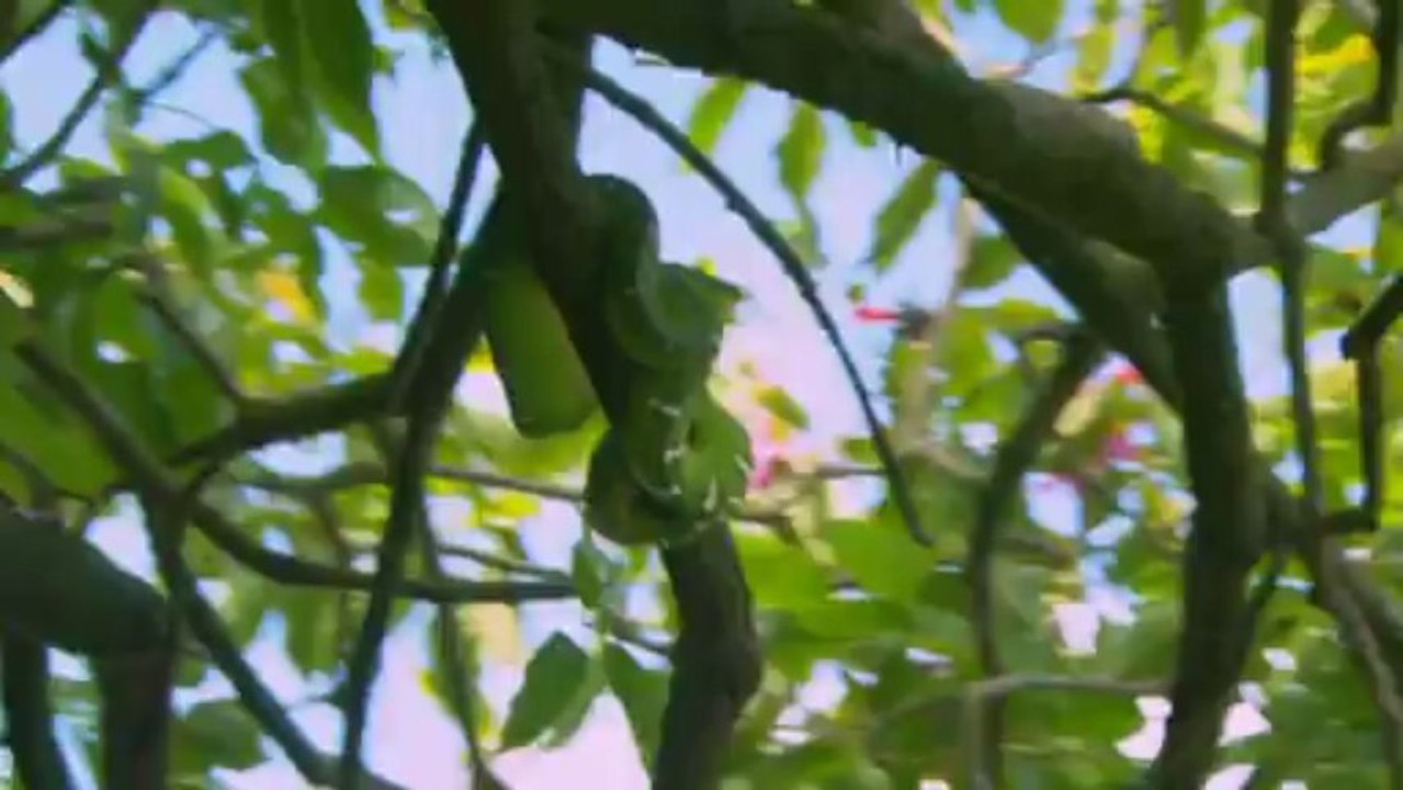 Die Letzten ihrer Art (Part Uno)