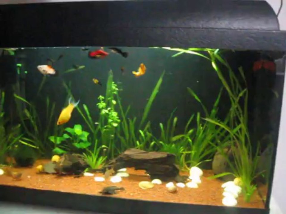 Bitkili Akvaryum