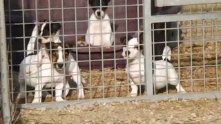 Chiots Jack Russell Terrier 2 mois