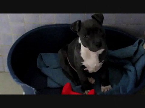 Sauvetage Trente Millions d'Amis-Amis des Bêtes le 16 décembre 2013 Aix les Bains