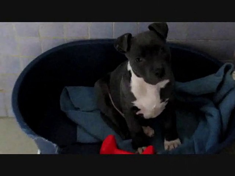 Sauvetage Trente Millions d'Amis-Amis des Bêtes le 16 décembre 2013 Aix les Bains