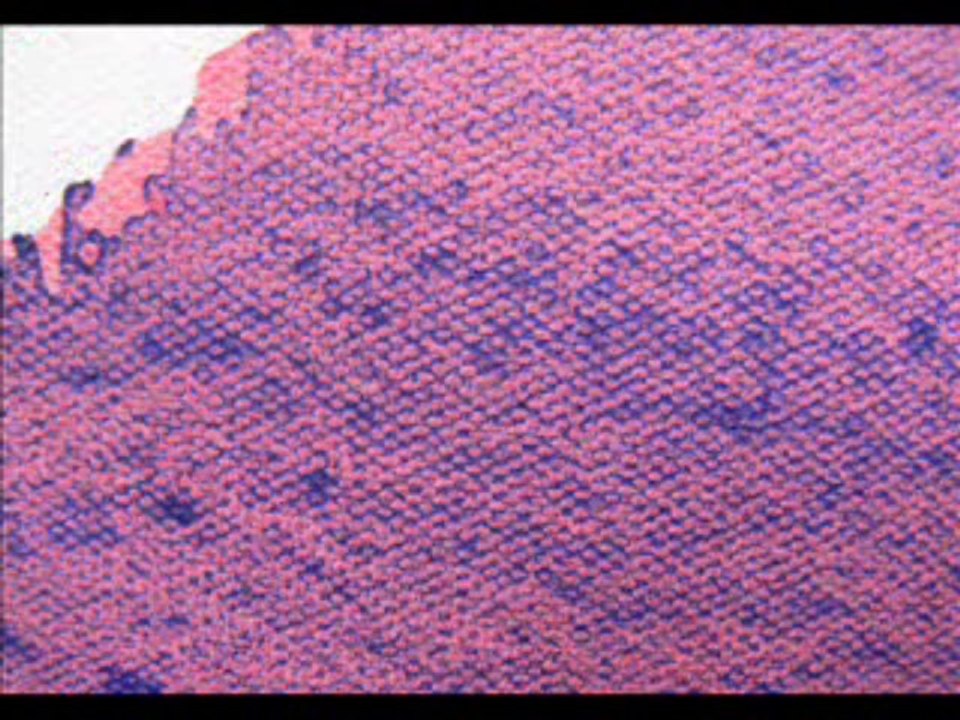 jim morrison of The Doors pop art production  in Lizard King Lizard Skin