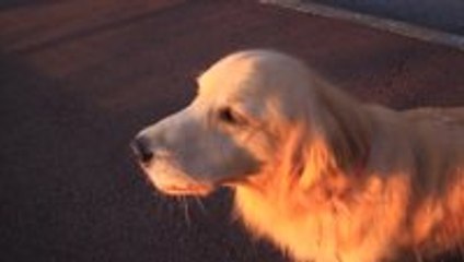 Dog imitating siren