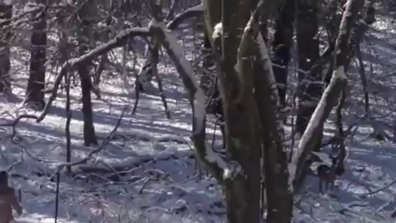 biches dans la neige