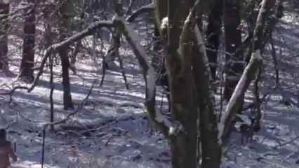 biches dans la neige