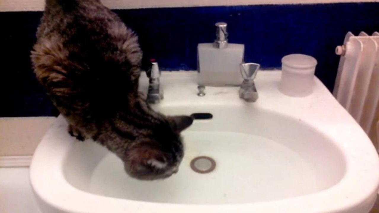 Grenouille et son lavabo