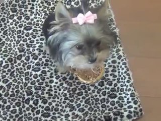 World's Smartest Puppy!