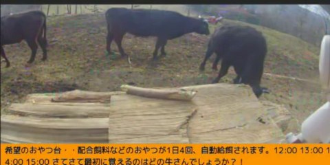 2014-01-11 13-50　牧場３号機　ボク達のオヤツなのにナナちゃんが一人占めする