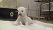 Cachorro de oso polar da sus primeros pasos en el zoológico de Canadá