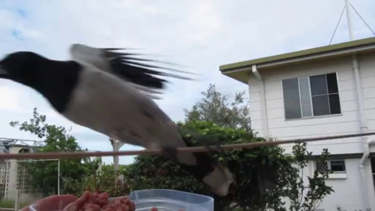 Feeding Butcher Bird