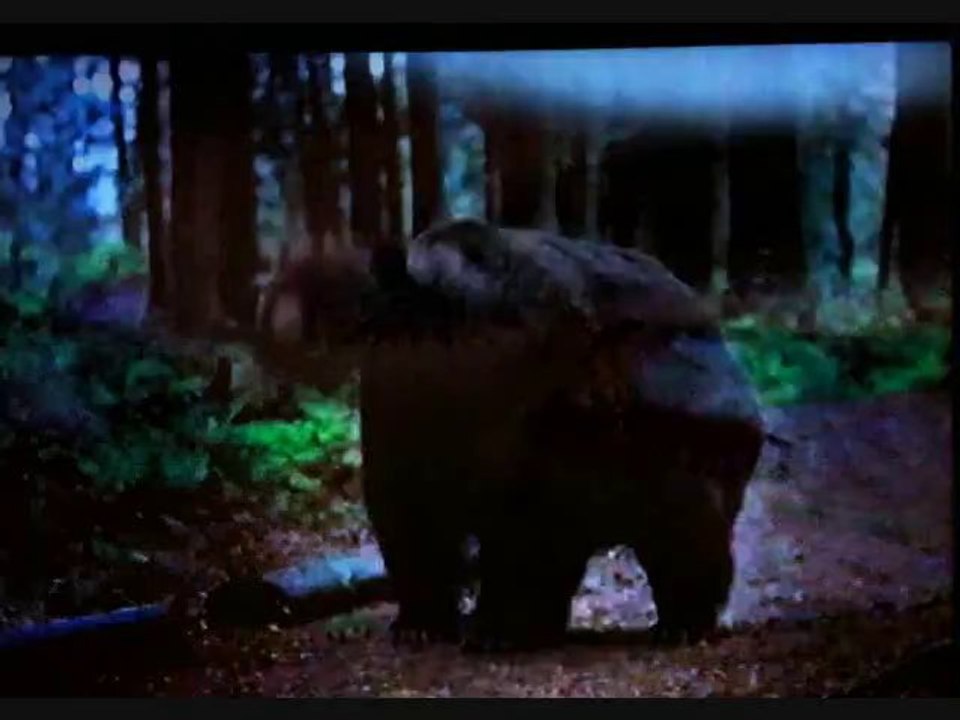 Bear Commercial
