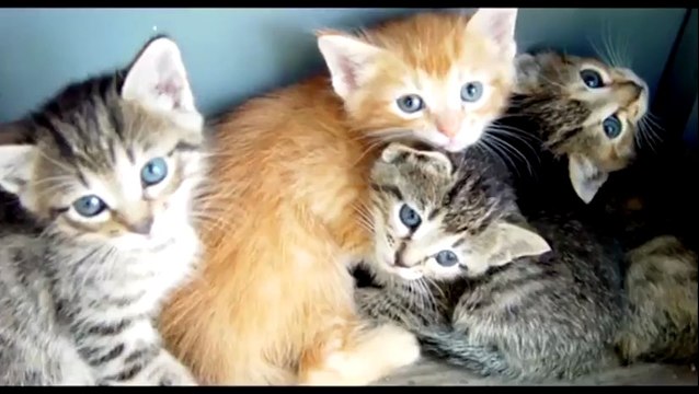 Stronghold Crusader II - Music and Sound FX