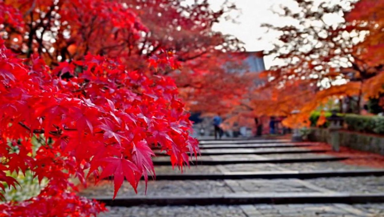 Prog-ress　kōkua(菅 止戈男)　at KYOTO　真如堂-吉田神社
