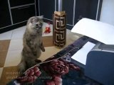 Katze beobachtet den Drucker ganz genau