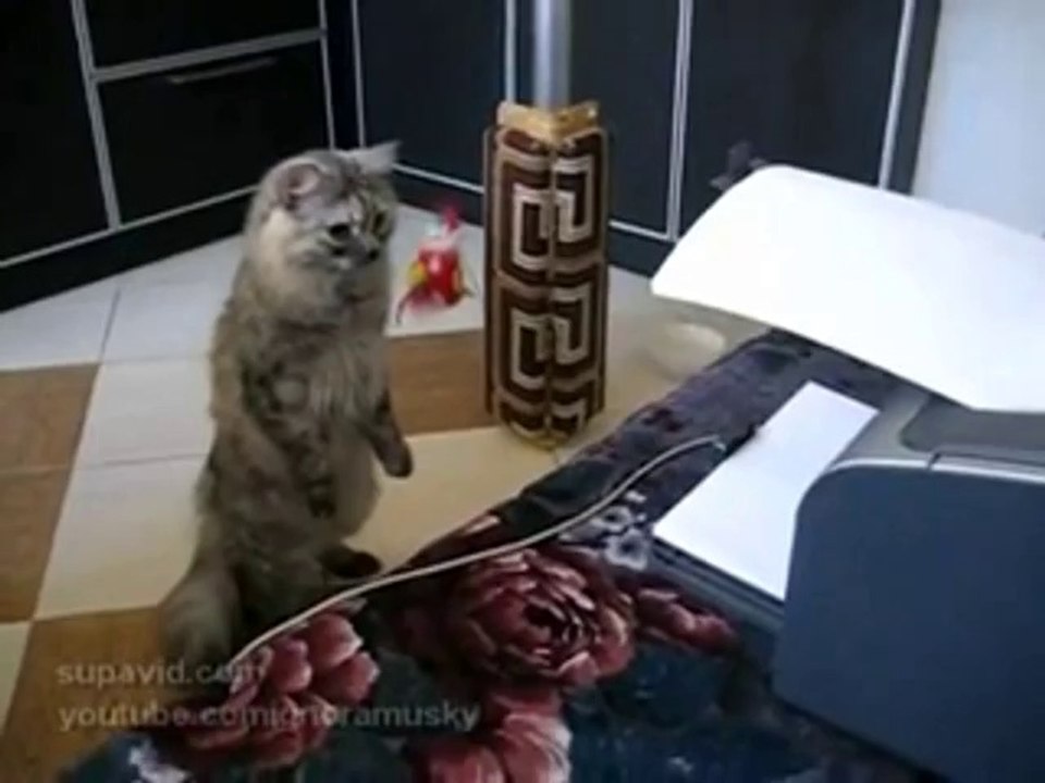 Katze beobachtet den Drucker ganz genau