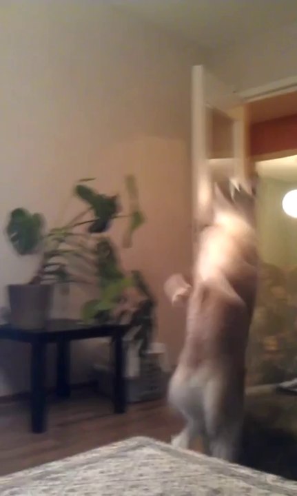 Katze bereitet sich auf den Sprung vor