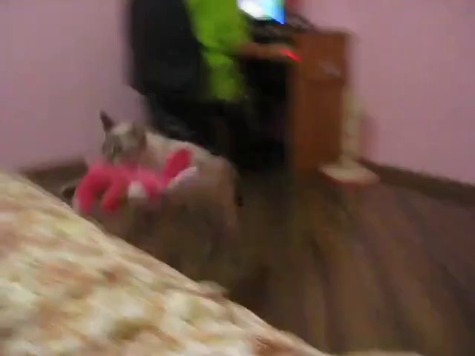 Katze bringt das Stofftier immer wieder zurück