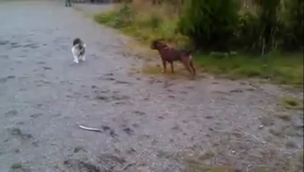 Katze erschreckt einen verspielten Hund