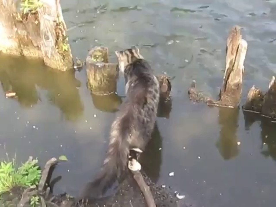 Katze fängt sich einen Fisch