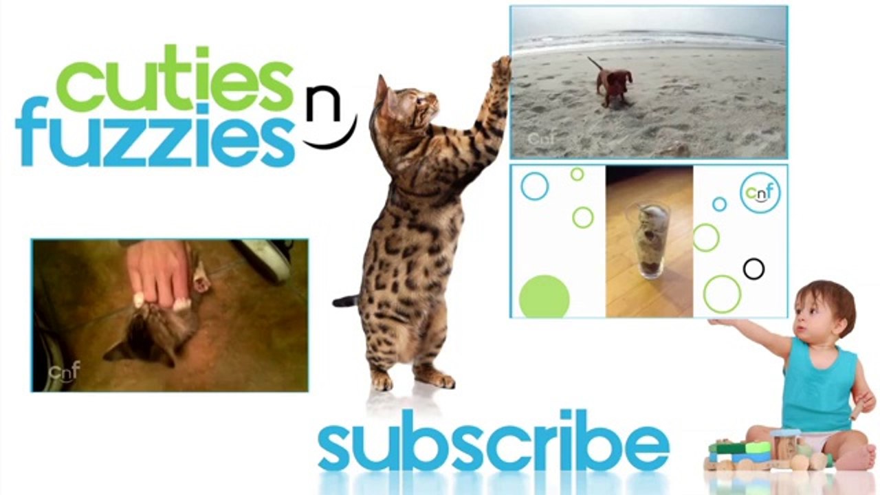 Katze geht im Aquarium auf Tauchkurs