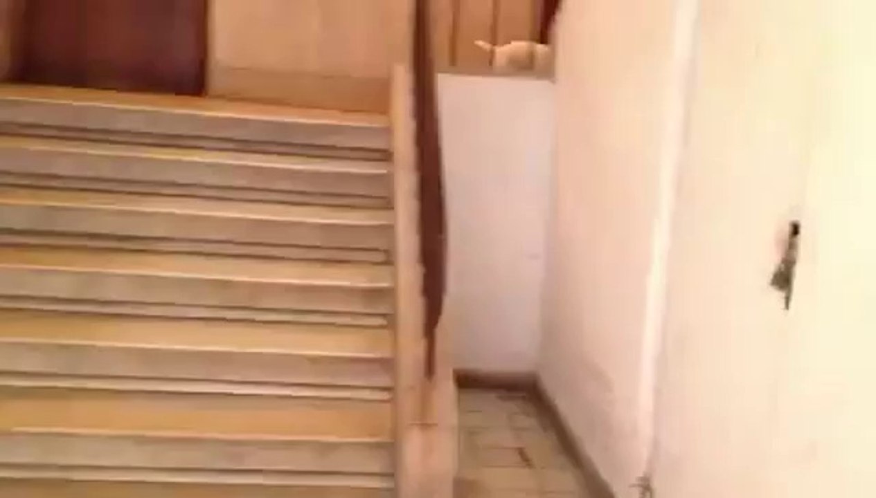 Katze geht mit dem Hund gassi