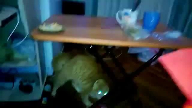 Katze hat Angst vorm Blumenstrauß