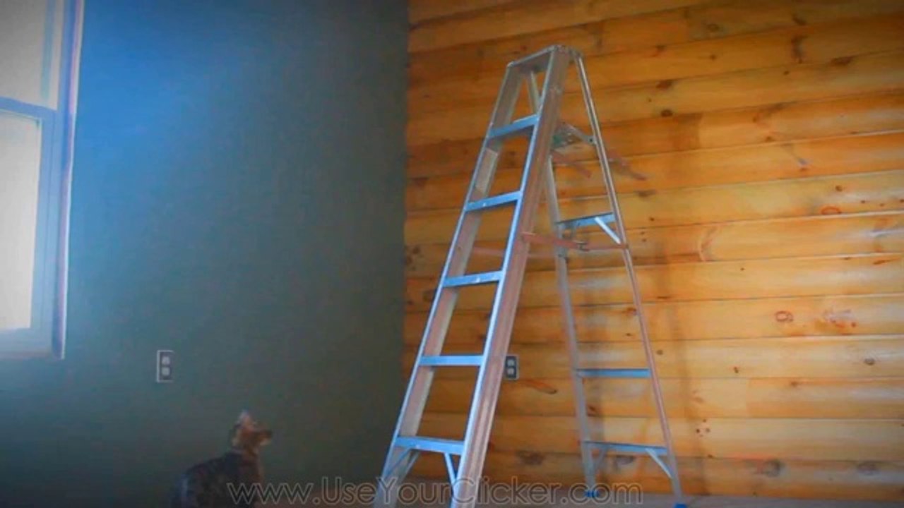 Katze hat coole Tricks drauf