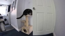 Katze hilft dem Hund dabei eine Tür zu öffnen