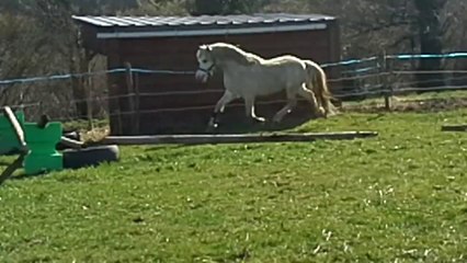 Vennebos Double Trouble,3 ans,1er saut